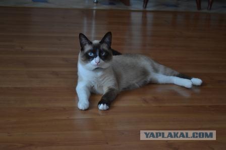 Котовторник  28.08.12