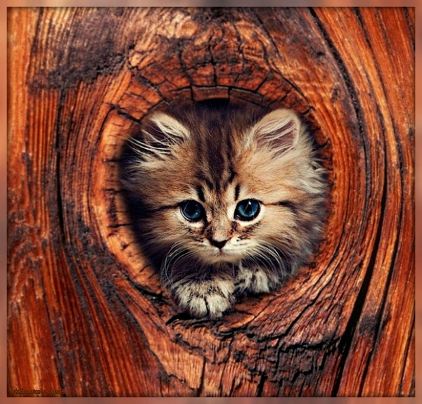 Забавные фото котеек