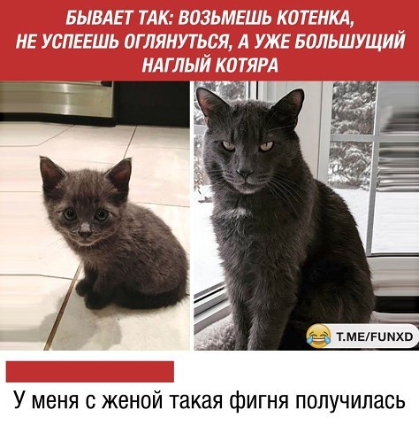 стырнета