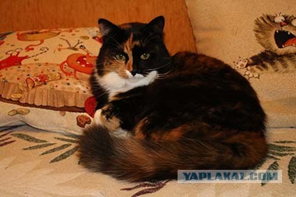 Котовторник *новогодний* 31/12/2019
