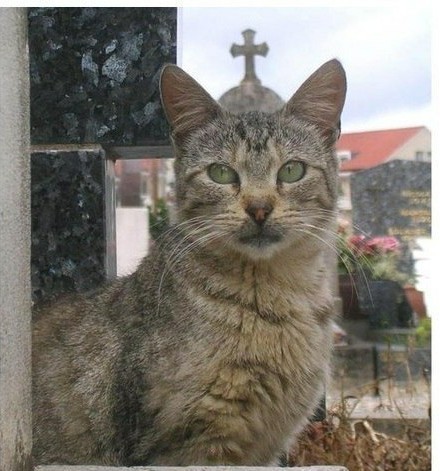 Коты-буддисты