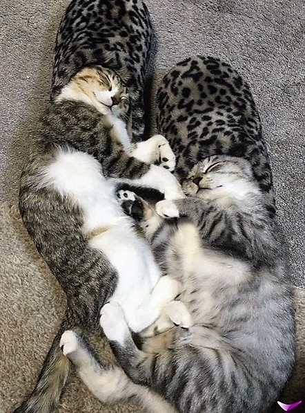 Котофеев пост