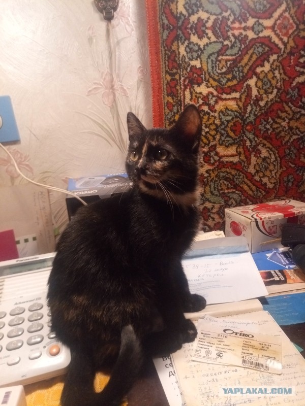 Жизнь домашнего приюта "Котоленд" 269