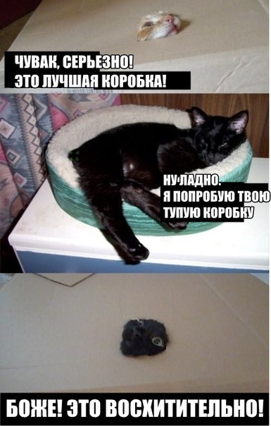 Кошкин дом