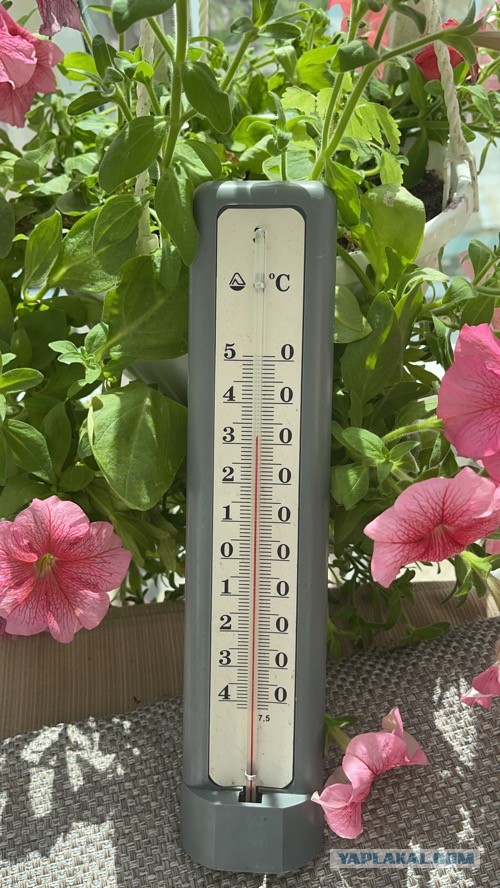 Быстро-вкусно: пирог на сметане с персиками