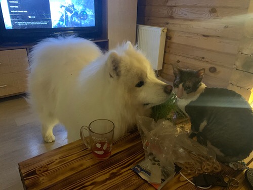 Котаро