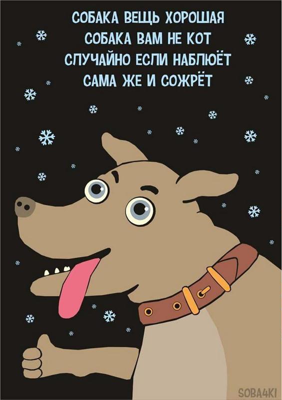 Доставка еды для каменских бездомных животных