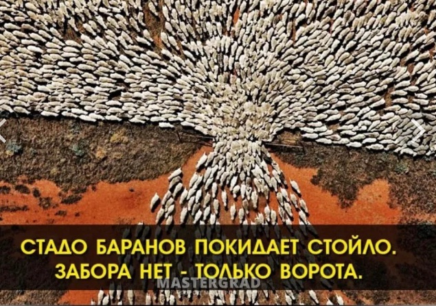 Петушеринг сворачивается !