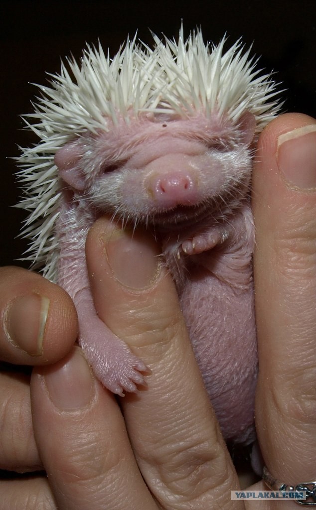 Йожиги! Позитива пост :)