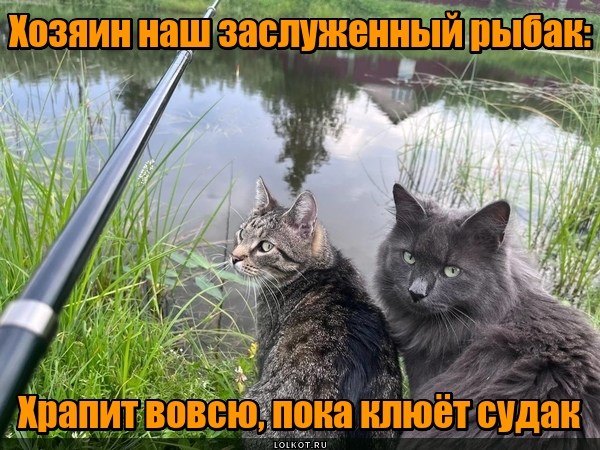 Жизнь домашнего приюта для котеек 511