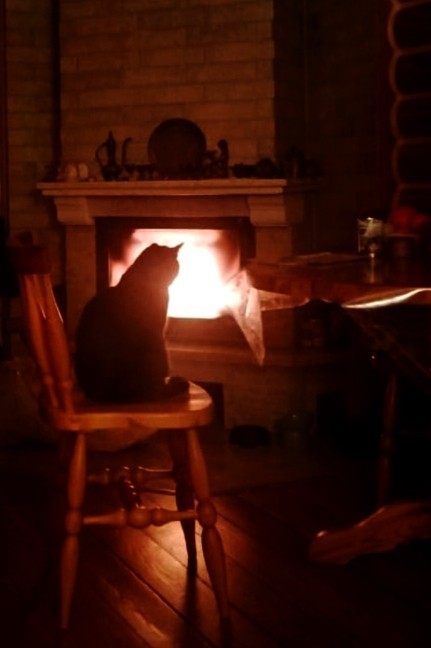 Дурацких фото котов тред