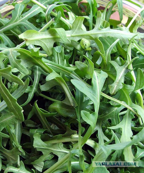 Индау (руккола) кореянка. Veter entertainment 2005. Рукола капустные. Рукола это листья одуванчика. Рукола пренебрегаю.