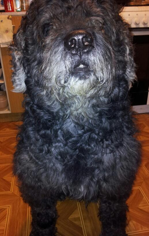 О, my dog