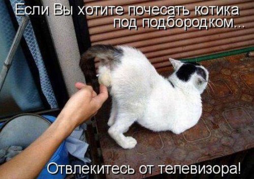 Смешные картинки с подписями