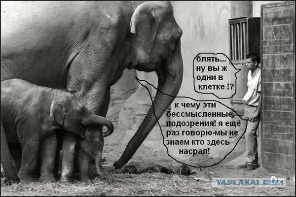 Так...солянка