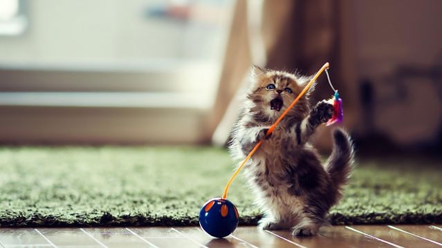 Плюсомет со шпалометом