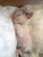 А как спит ваш кот?