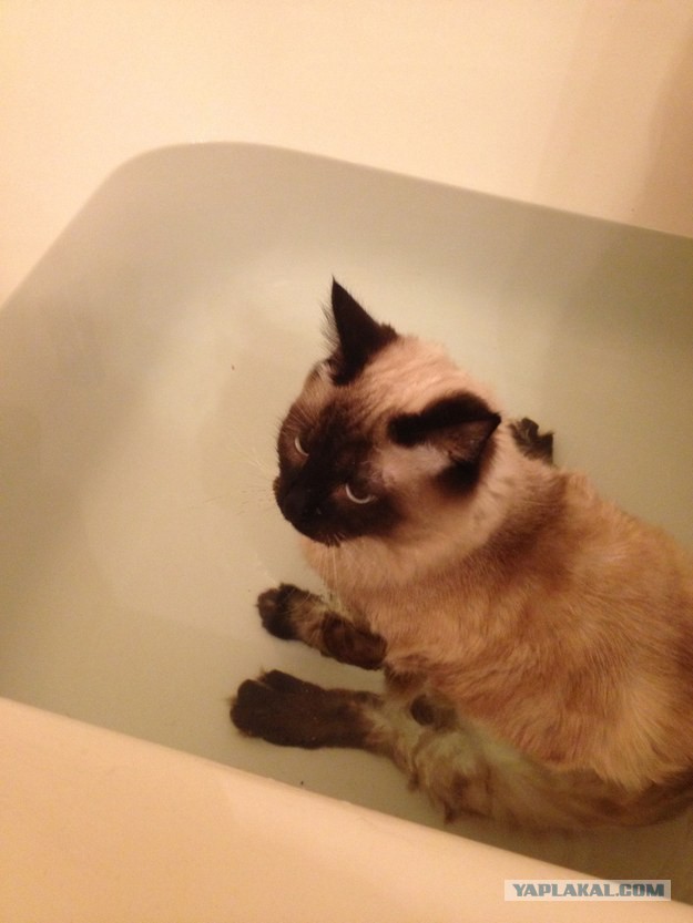 Котовторник 27.01.2015