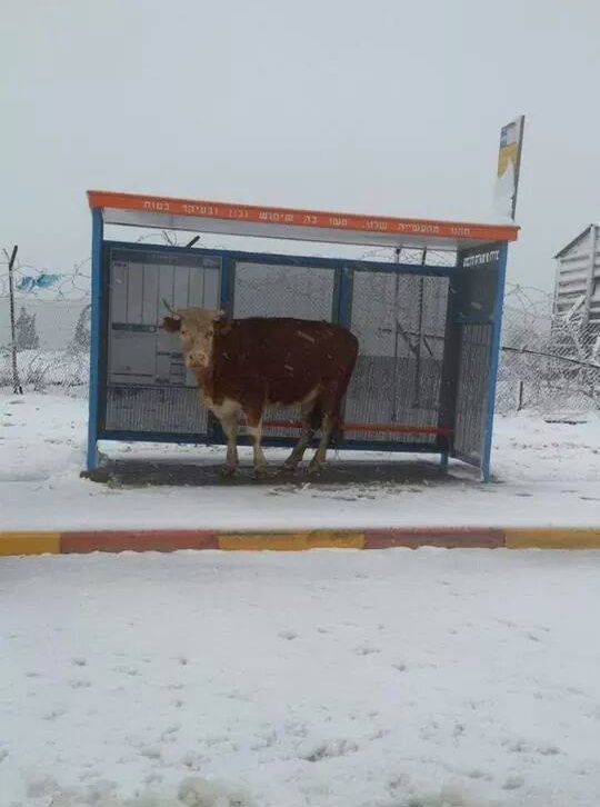 Весёлые картинки