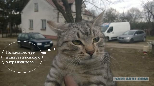 Вернулся я тут из европов про авто