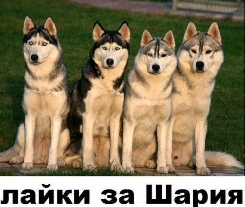 Вычислю по IP
