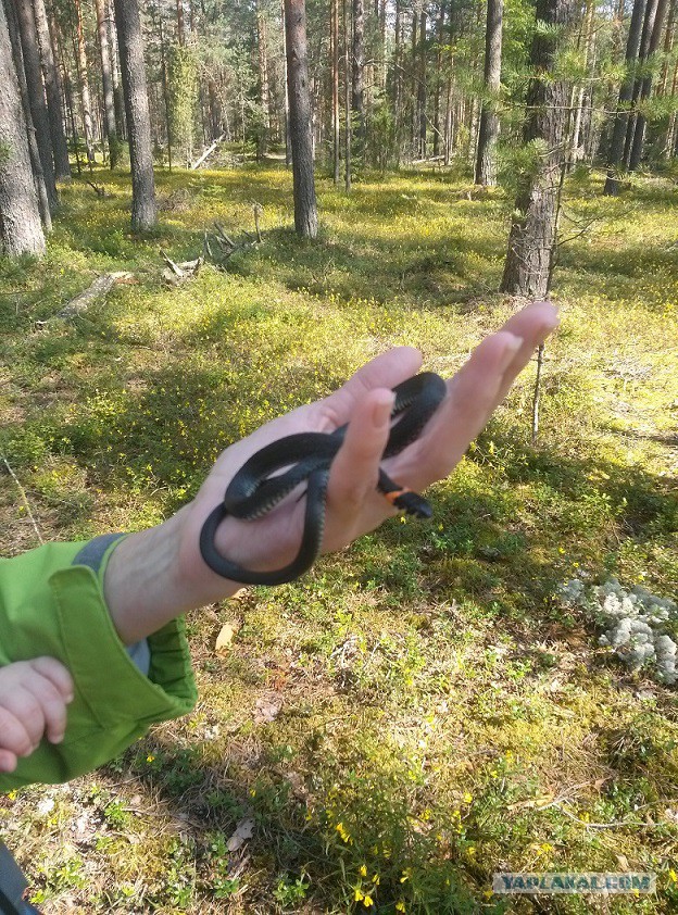 Кто что поймал этим летом