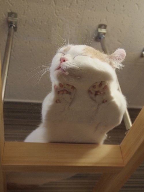 Котовторник