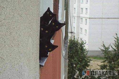 Коты, кошки, котята