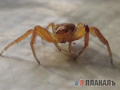 НАСЕКОМЫЕ. Мухи, бабочки, мотыльки, моль, и все летающие твари, пауки