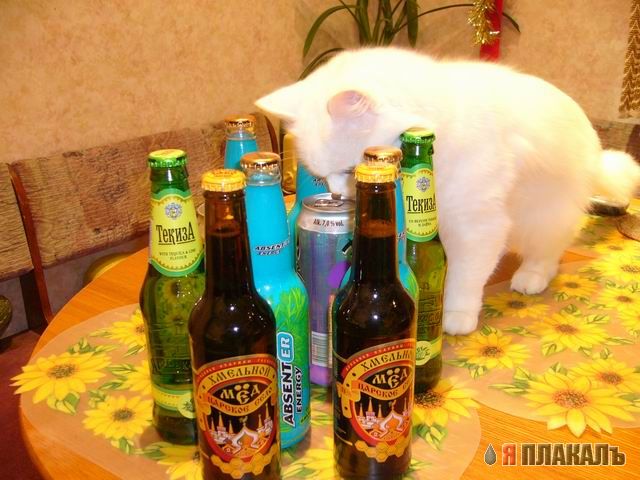 Позитивные кошаки на понедельник!