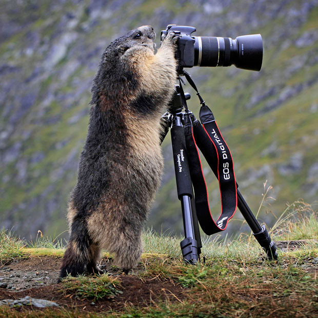 Животные и фотоаппарат