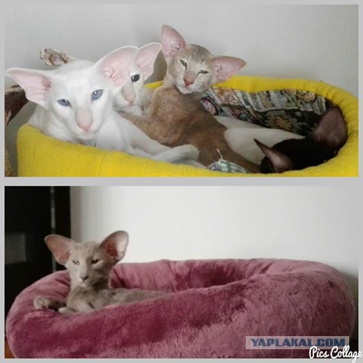 Котовторник 29.03.2016