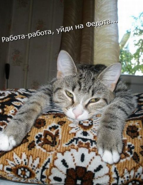 Демы к котовторнику!