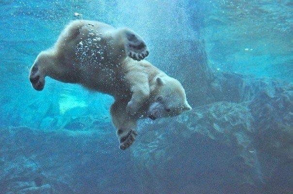 Божьи твари