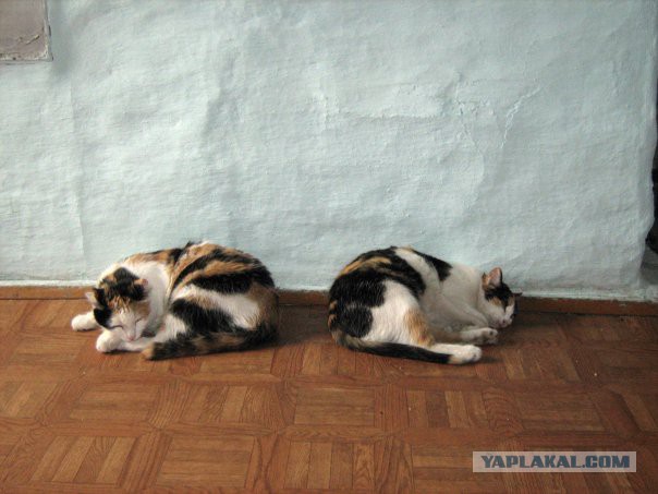 Трёхцветная - значит к счастью!