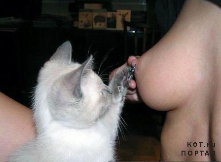 Котосреда!