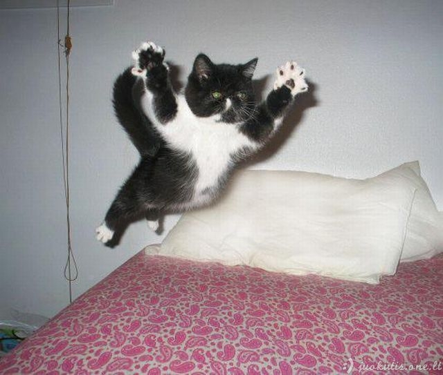 Коты из сети