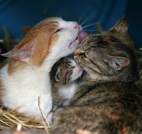 Коты из сети