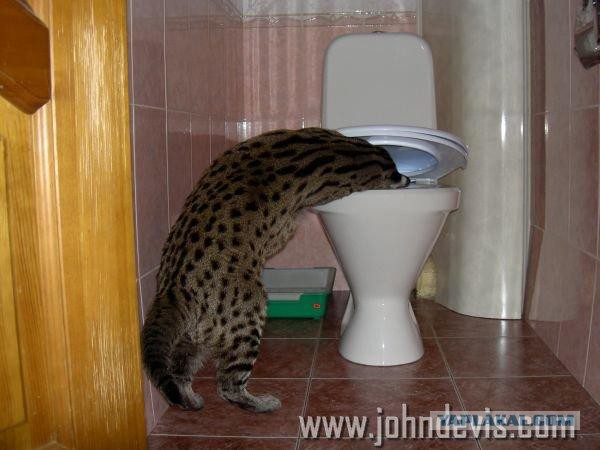 Крошечный котенок, найденный на улице, оказывается не тем, кем казался