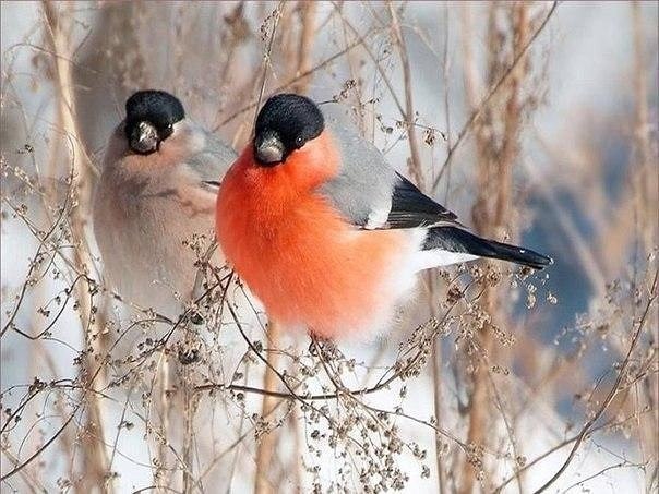 Самые смешные животные