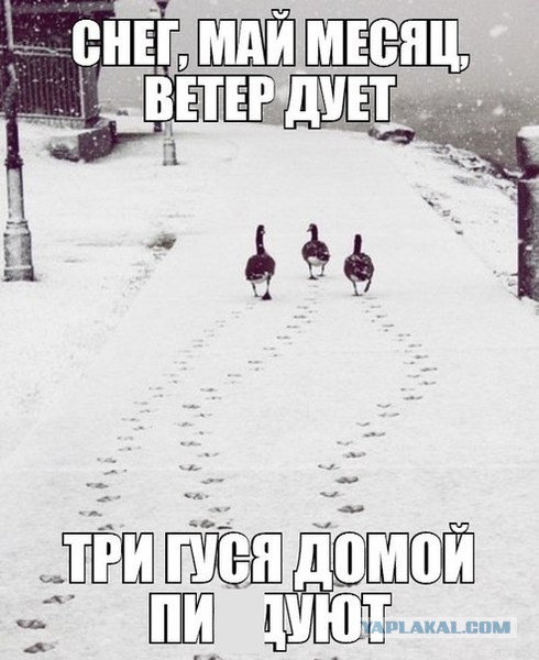 Мир, труд, май! на улице -2, еще час назад была зеленая трава и ясное небо! Сибирь!