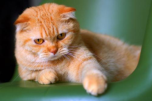 Коты и Кошки