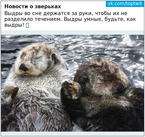 Субботняя деградация