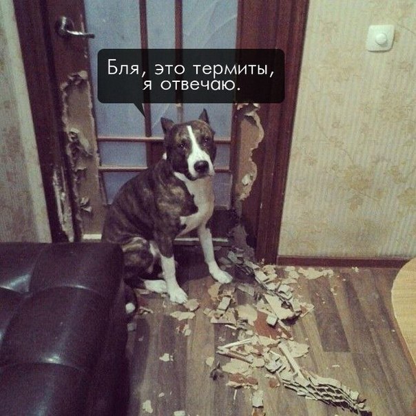 Приколы в стиле "регресс"