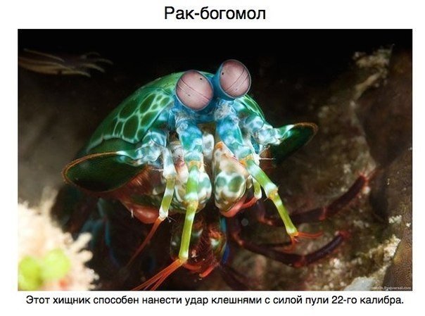 Живность из сети