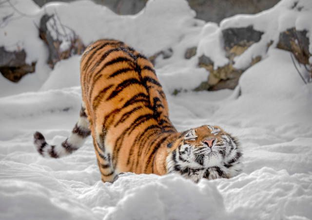 Подборка забавных животных