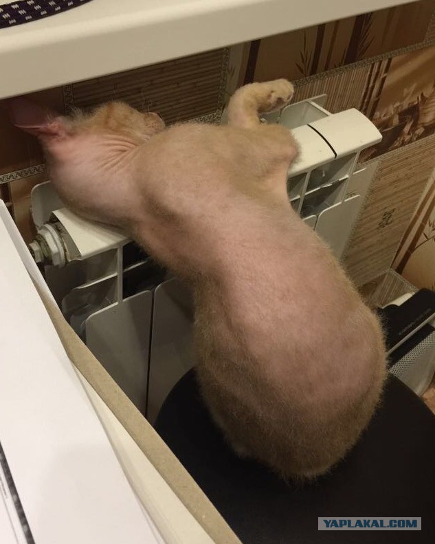 Котовторник  23.01.2018
