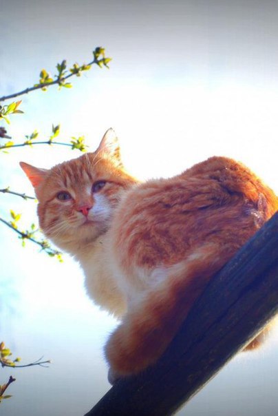 Фотобомбы котов