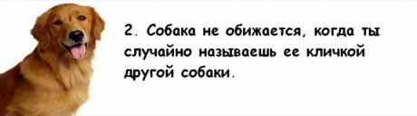 13 причин, почему холостяки предпочитают собаку