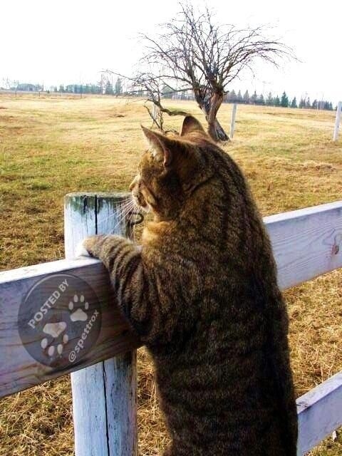 Немного милоты